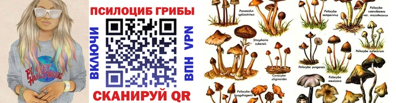 Галлюциногенные грибы Psilocybine cubensis Бавлы
